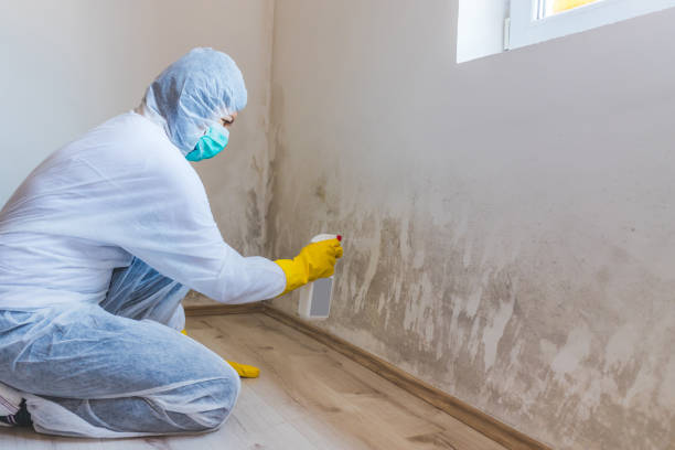 Licensed Mold Cleanup service in Woodbridge, VA - WQB Mold Removal