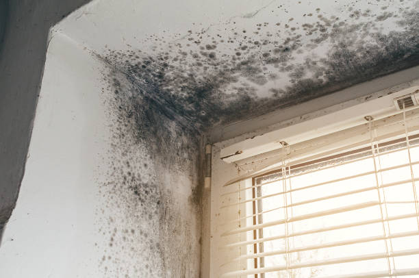 Affordable Mold Cleanup solutions in Woodbridge, VA
