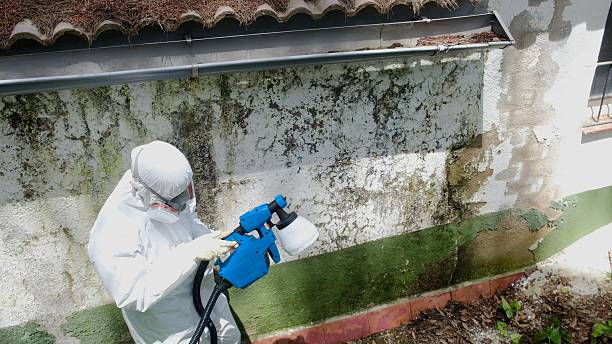Top rated local Mold Cleanup specialists in Woodbridge, VA